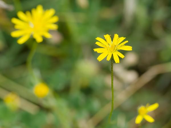 <h3><a href="/trips/ebro/biota/plantae/tracheophyta/magnoliopsida/asterales/asteraceae/crepis capillaris/crepis capillaris-nl.html">Crepis&nbsp;capillaris</a> / Smooth&nbsp;hawksbeard / Klein&nbsp;streepzaad</h3>OM-1 Mark II met OLYMPUS M.300mm F4.0, 1/2000 sec  bij F4.5, ISO 800, afstand 1.88&nbsp;m